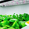 Lighting the Future: Why Samsung's LM301H EVO LEDs Outshine the Rest in Horticulture