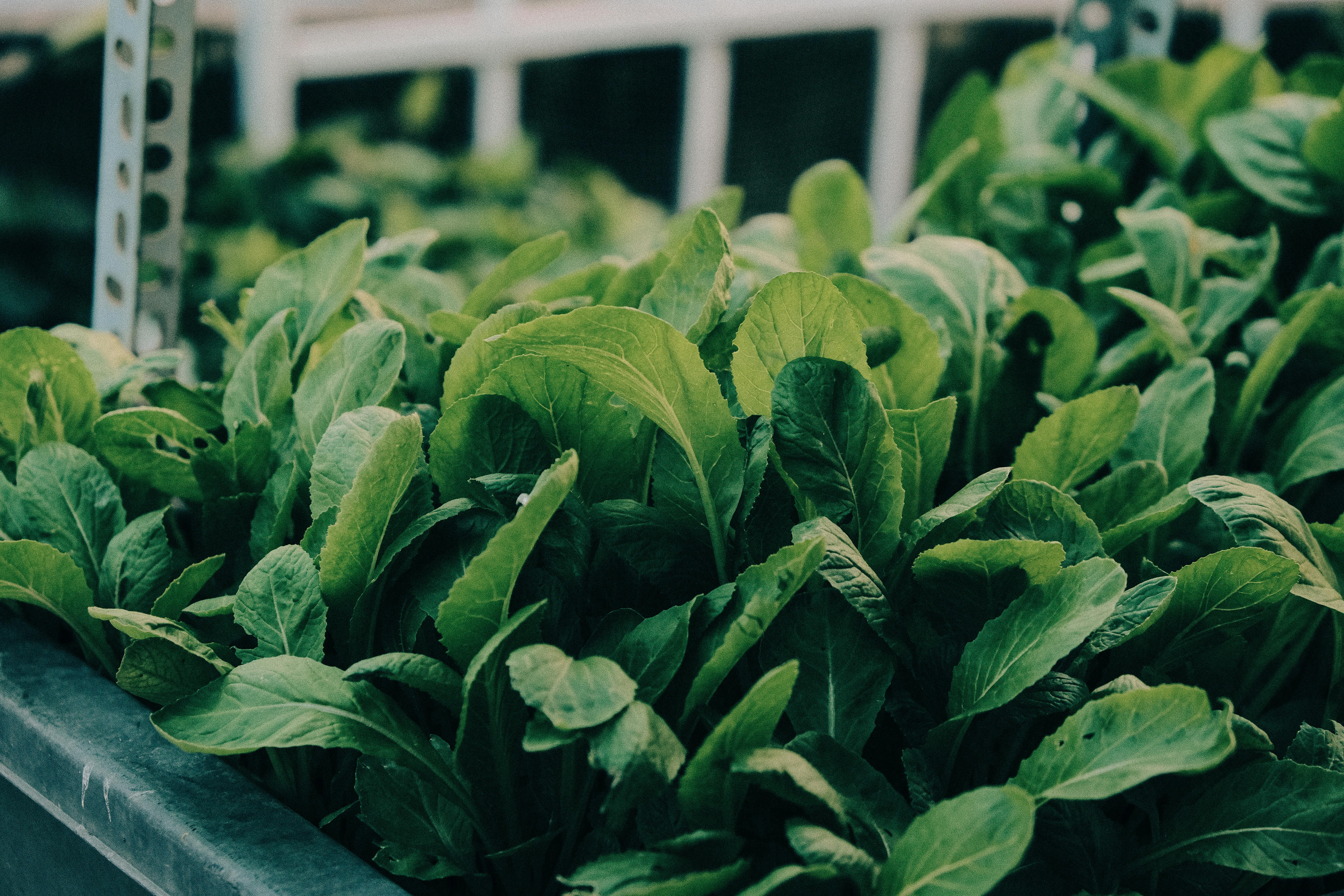 Indoor Vegetable Growing in the UK: Smarter Growing with AC Infinity Climate Control