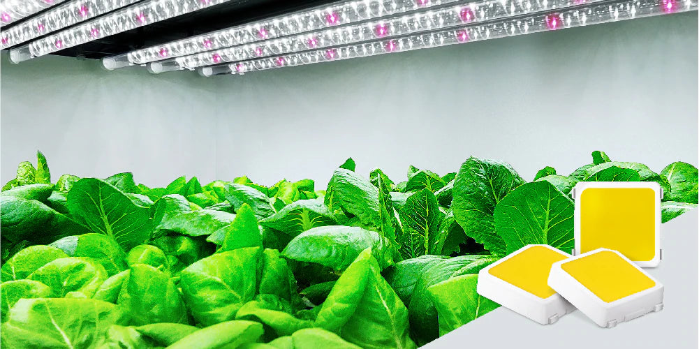 Lighting the Future: Why Samsung's LM301H EVO LEDs Outshine the Rest in Horticulture