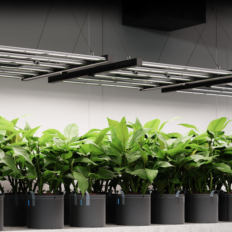How Next-Gen Evo Led Lighting Boosts Plant Growth