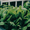 Indoor Vegetable Growing in the UK: Smarter Growing with AC Infinity Climate Control
