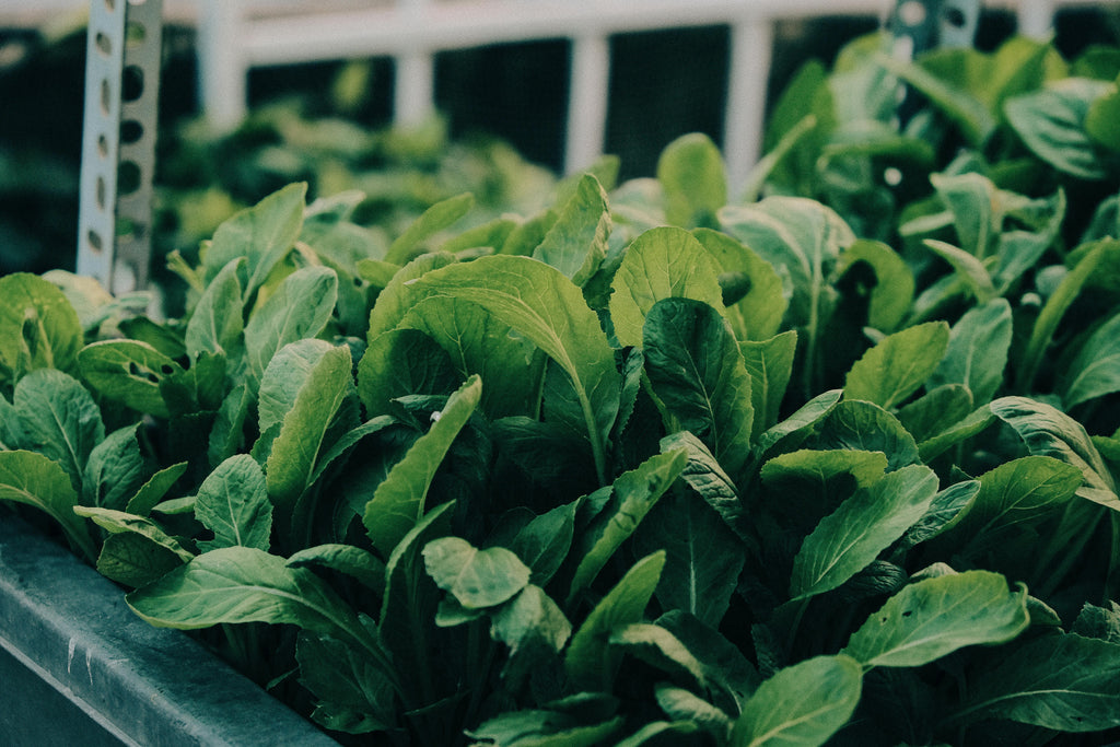 Indoor Vegetable Growing in the UK: Smarter Growing with AC Infinity Climate Control