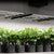 IONFRAME EVO6, Samsung LM301H EVO Commercial LED Grow Light, 500W, 4X4 FT